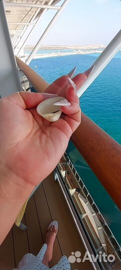 Морские ракушки раковины