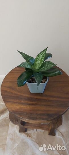 Сансевиерия ханни, фикус Бенджамина Голден кинг