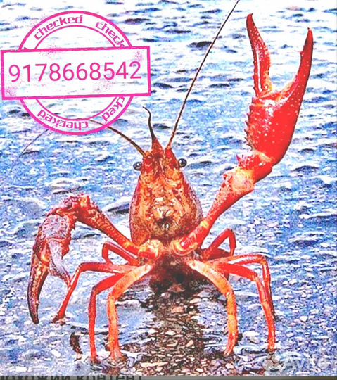 Живые и варёные раки