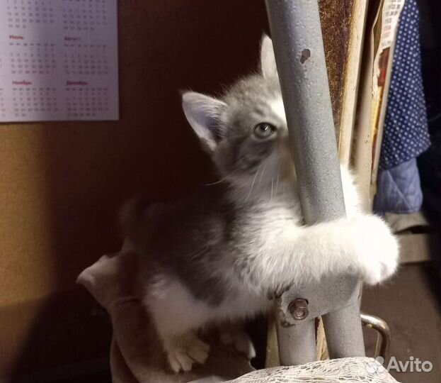 Котенок необыкновенной нежности