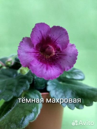 Минисиннингии