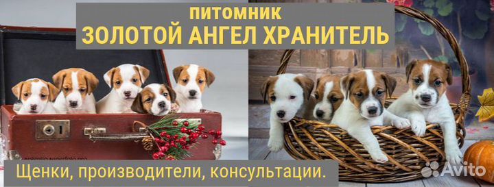 Щенки джек Рассел терьер гладкошерстный