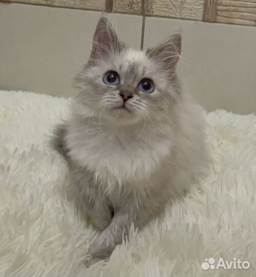 Невские маскарадные котята