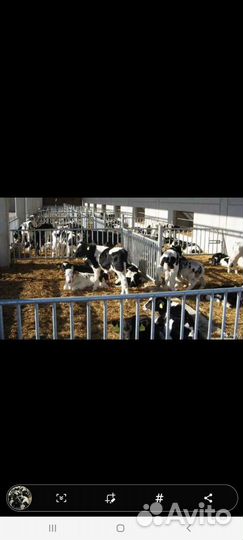 Быки и Тёлки