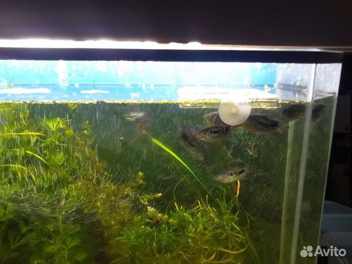 Аквариумные рыбки гурами