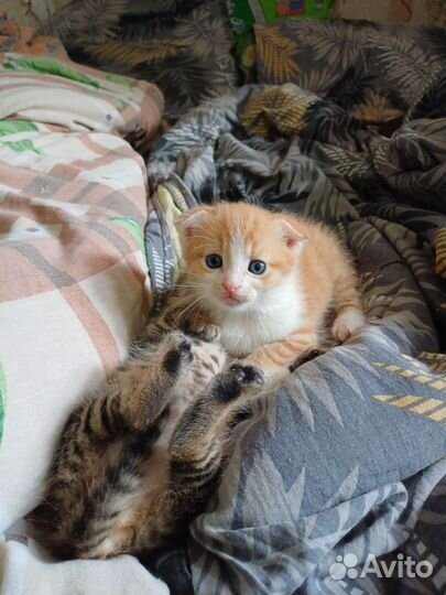 Котёнок Гена в добрые руки