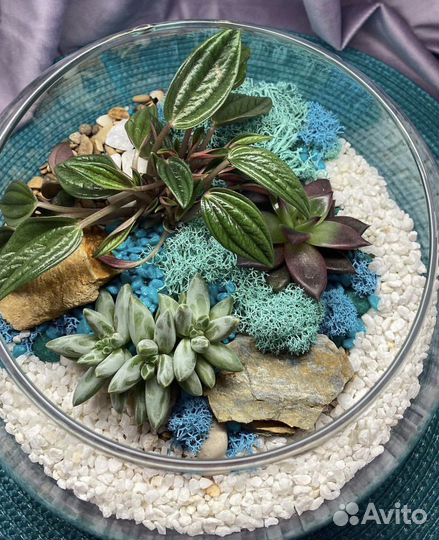 Флорариум с суккулентами