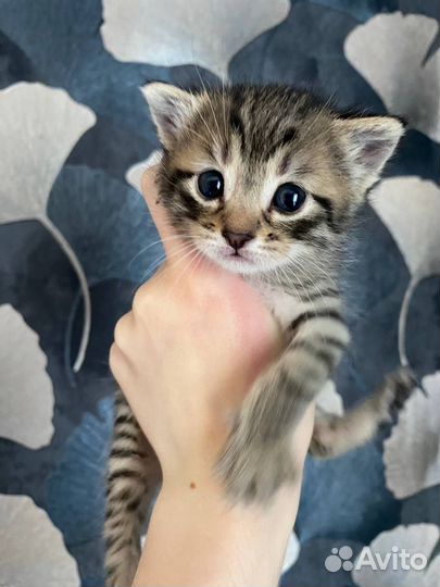 Вислоухие котята