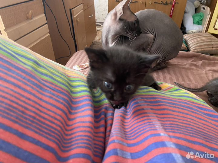 Котятки сфинкс