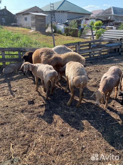 Курдючные бараны овцы