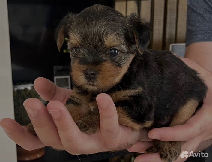 Вязка Йорк мини