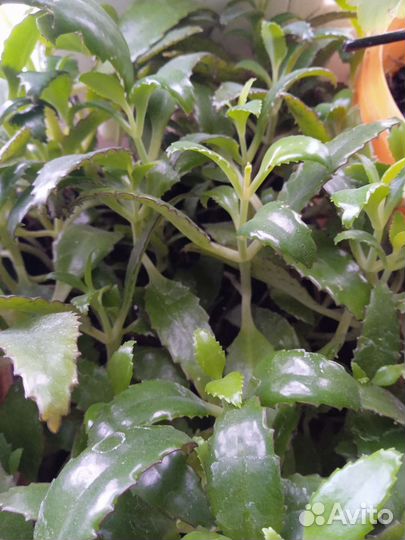 Каланхоэ лечебное