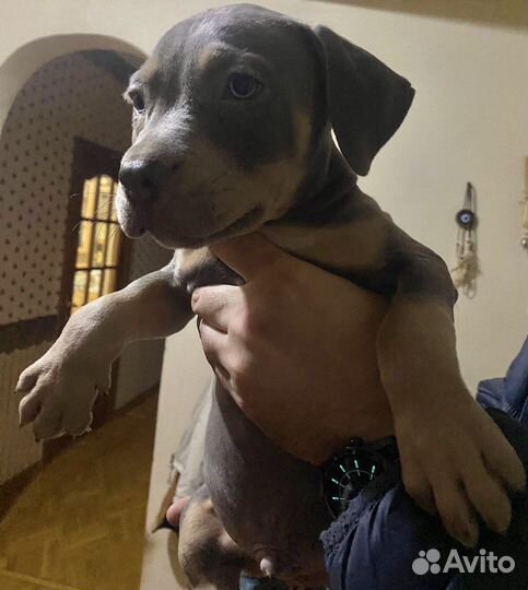 Щенки прайтера