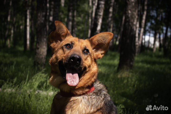 Собака Забава из приюта в добрые руки