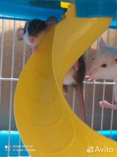 Крыса дамбо