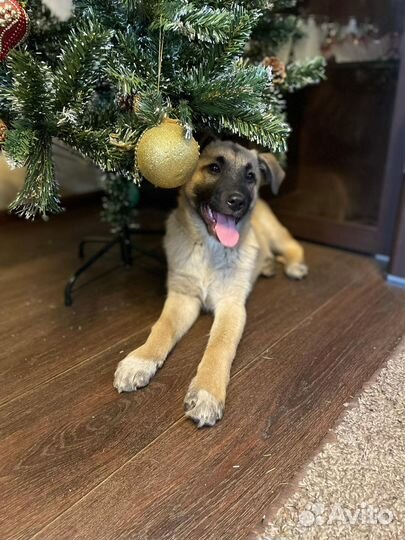 Герда ждет любящую семью