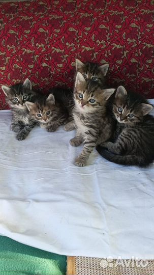 Отдам котенка