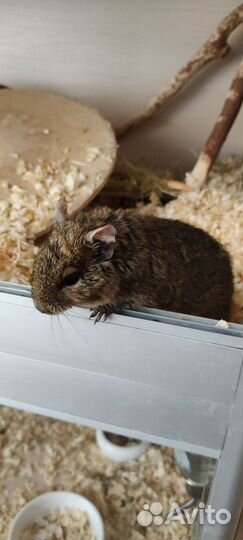 Дегу мальчик