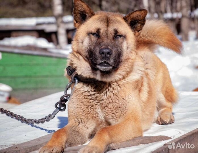 Настоящий туз