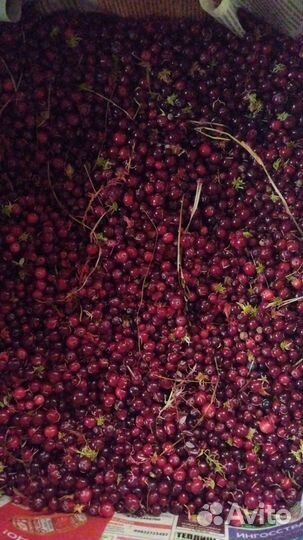 Клюква свежая