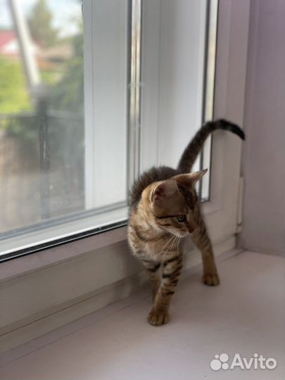 Котята чаузи f3