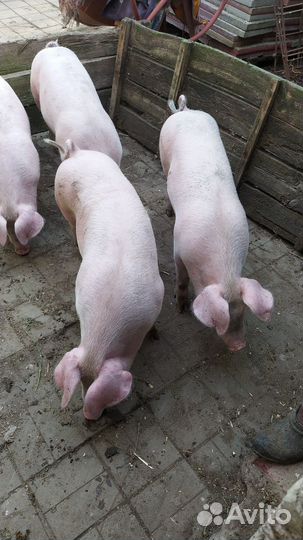 Племенные свинки Ф1