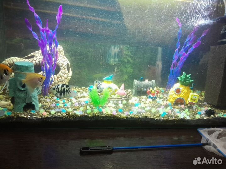 Аквариум с рыбками