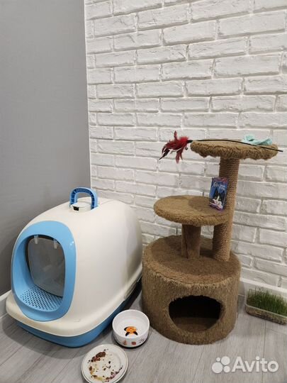 Котята в добрые руки приучены к лотку