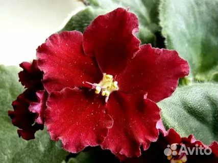 Фиалка Ness Red velvet листик