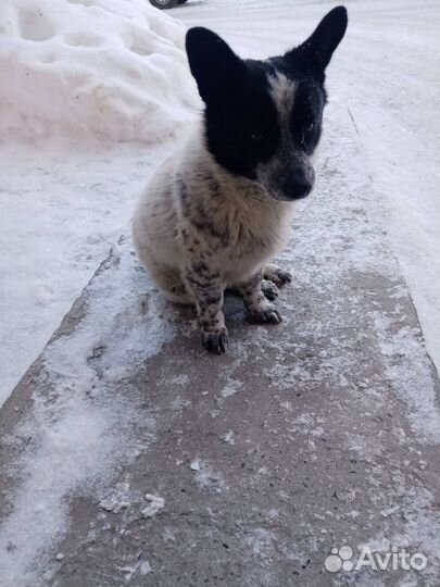 Песик в добрые руки