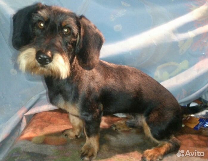 Стрижка собак и кошек (груминг), выставки