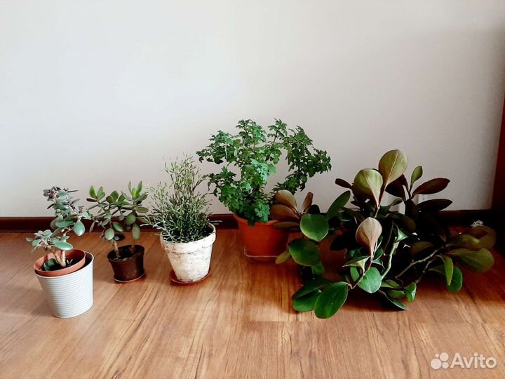 Хатиора плектрантус толстянка