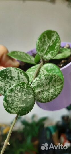 Хойя матильда splash