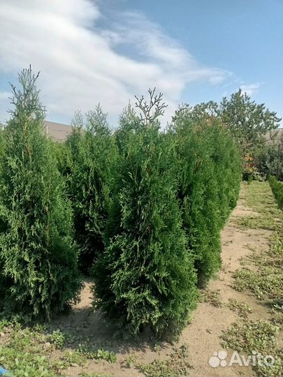 Туя смарагд брабант колумна