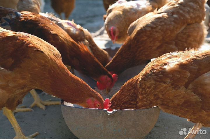 Комбикорм для кур-несушек с доставкой