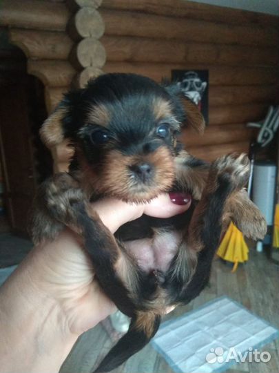 Йоркширский терьер мини