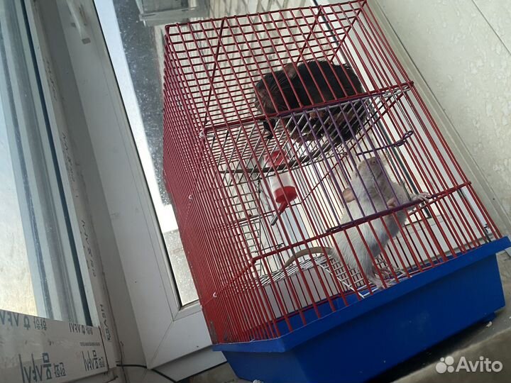 Крысы с клеткой