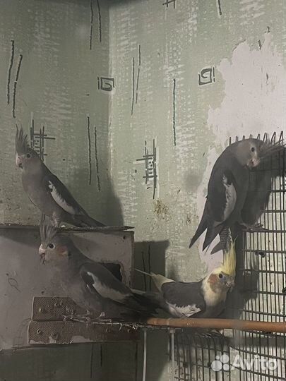 Попугай корелла птенец