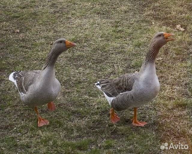 Гусь серый