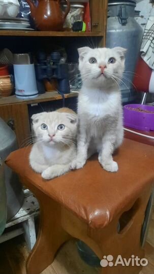 Коты в дар