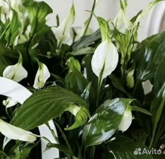 Спатифиллум саженцы