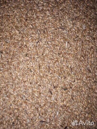 Зерно пшеница