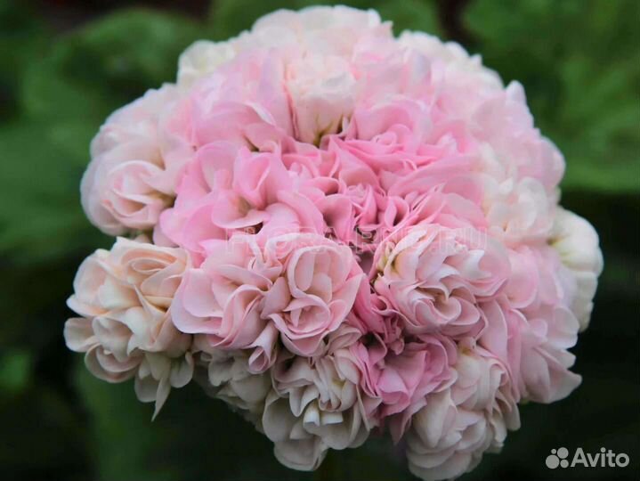 Пеларгония герань