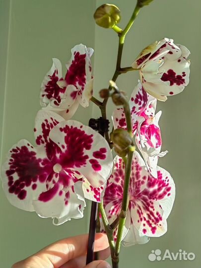 Орхидея фаленопсис биглип