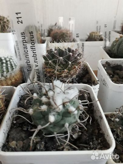 Кактусы