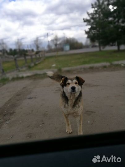 Отдам даром собаку 3 года, стерилизована, добрая