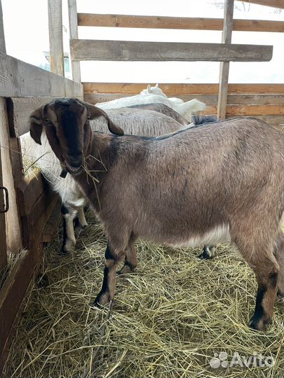 Коза дойная