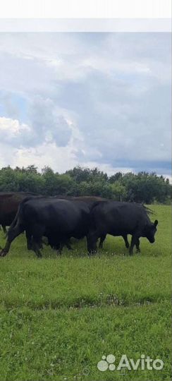 Продам быка