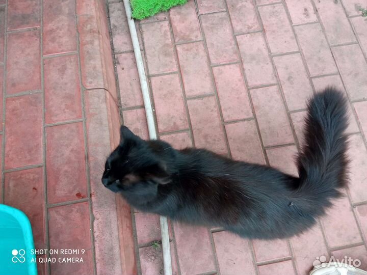 Кошка в дар