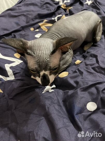 Вязка кошки